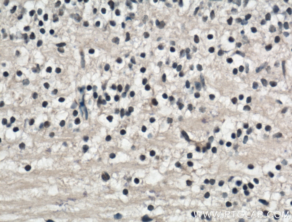 Immunohistochemistry (IHC) staining of mouse embryo tissue using TMEM98 Polyclonal antibody (14731-1-AP)