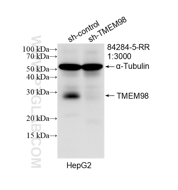 WB result of TMEM98 antibody (84284-5-RR; 1:3000; incubated at room temperature for 1.5 hours) with sh-Control and sh-TMEM98 transfected HepG2 cells. Western Blot (WB) analysis of HepG2 cells using TMEM98 Recombinant monoclonal antibody (84284-5-RR)