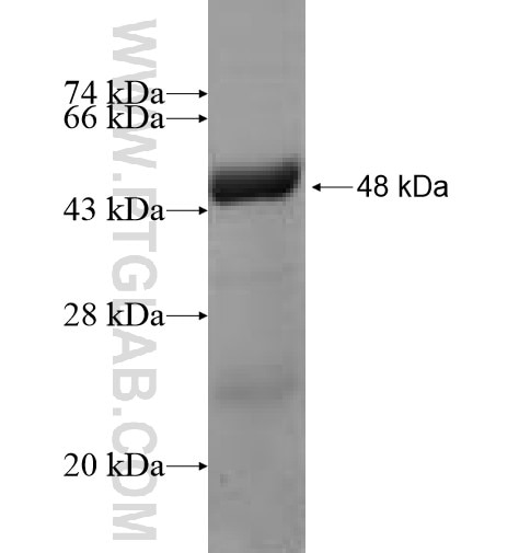 TMEM98 fusion protein Ag6492 SDS-PAGE