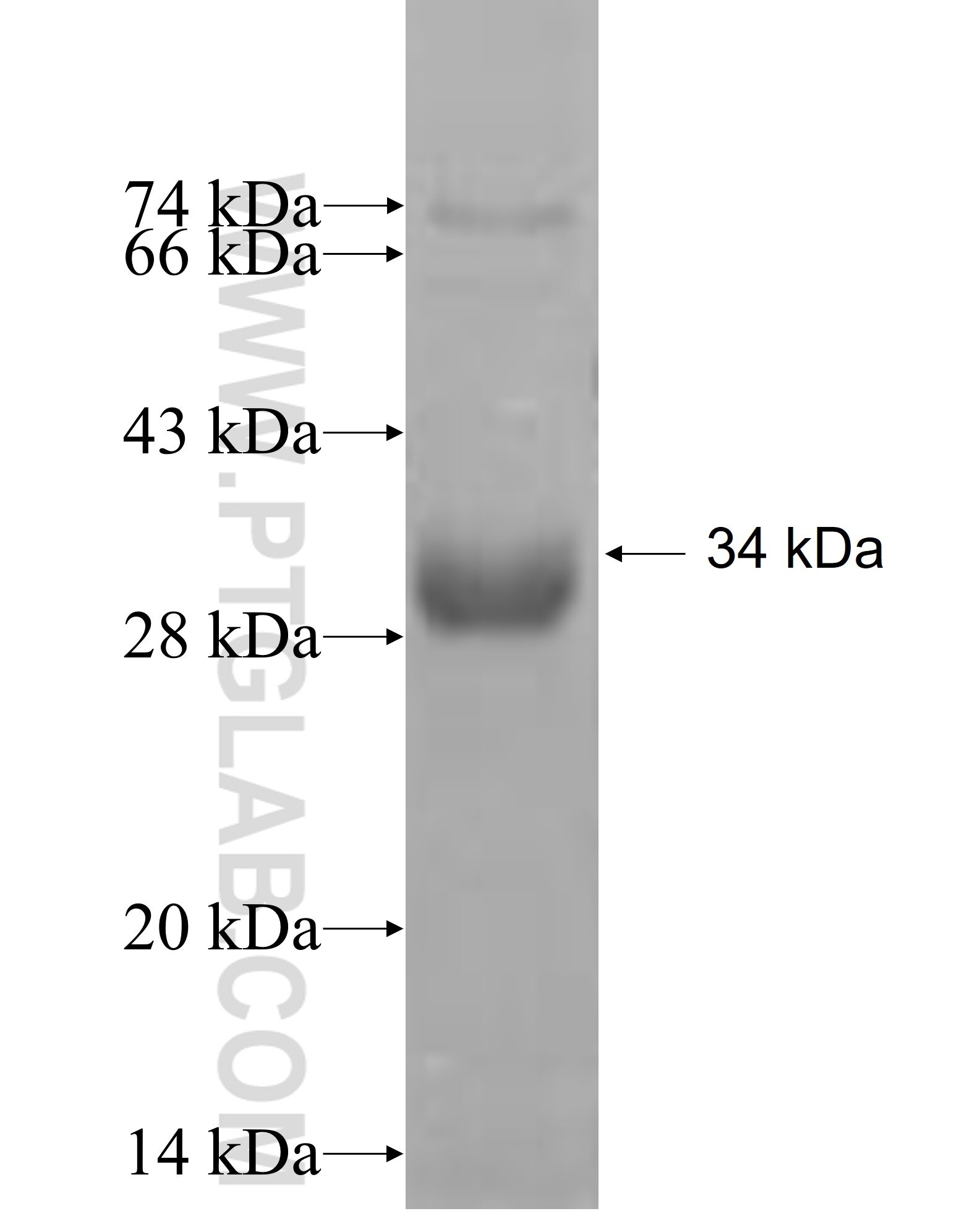 TMEM98 fusion protein Ag6601 SDS-PAGE