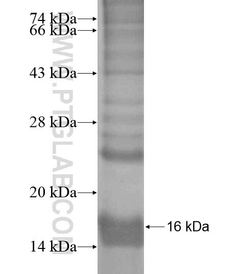 TMEM9B fusion protein Ag19383 SDS-PAGE