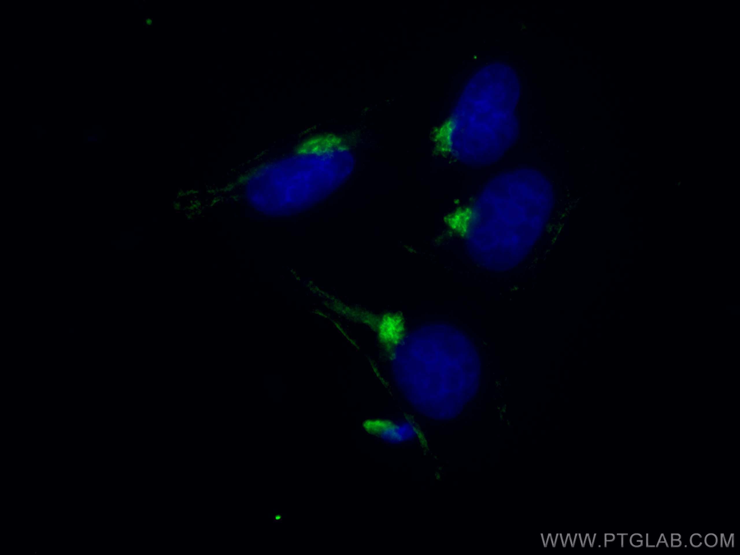 Immunofluorescence (IF) / fluorescent staining of HepG2 cells using TMF1 Monoclonal antibody (67505-1-Ig)
