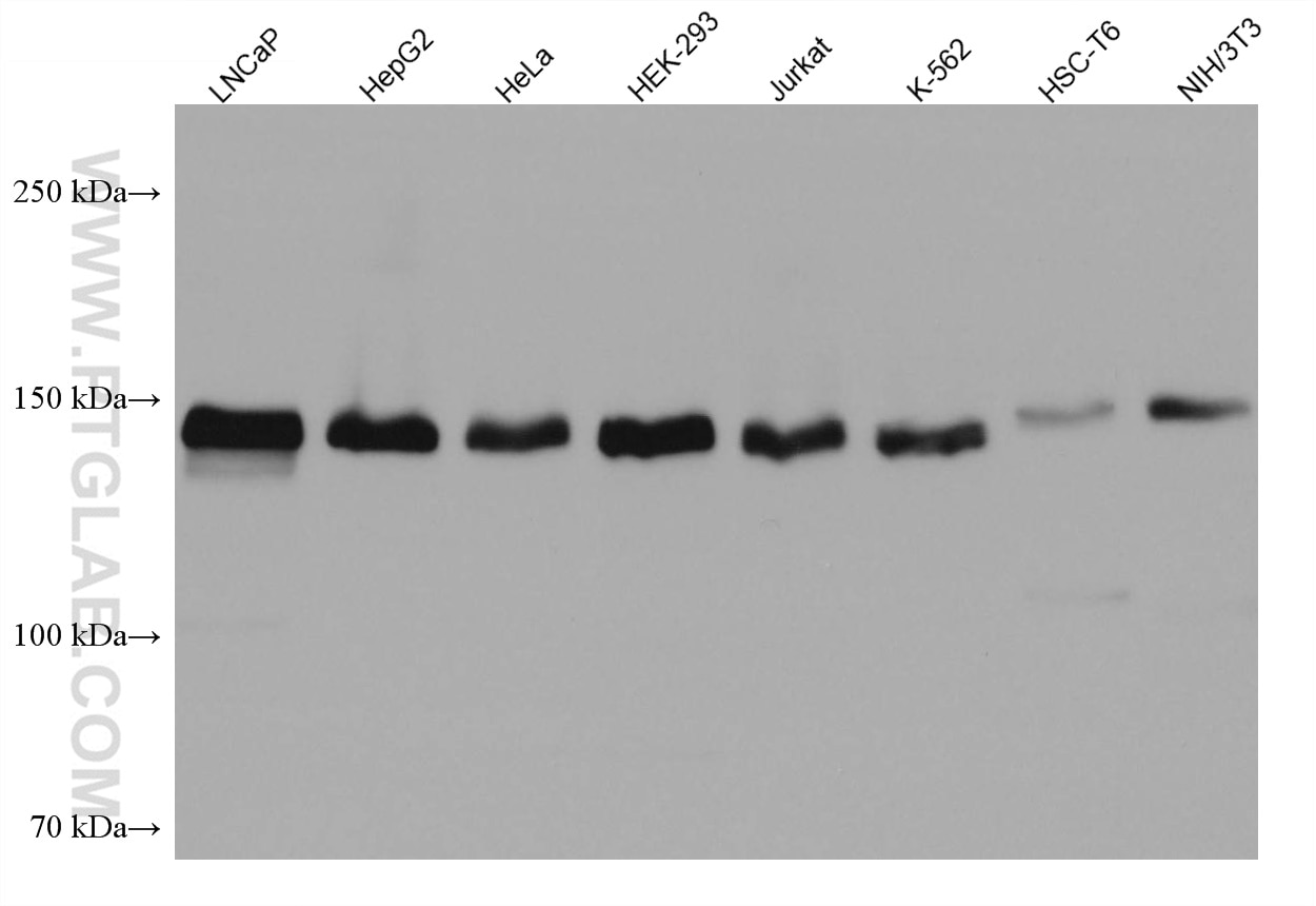 Western Blot (WB) analysis of various lysates using TMF1 Monoclonal antibody (67505-1-Ig)