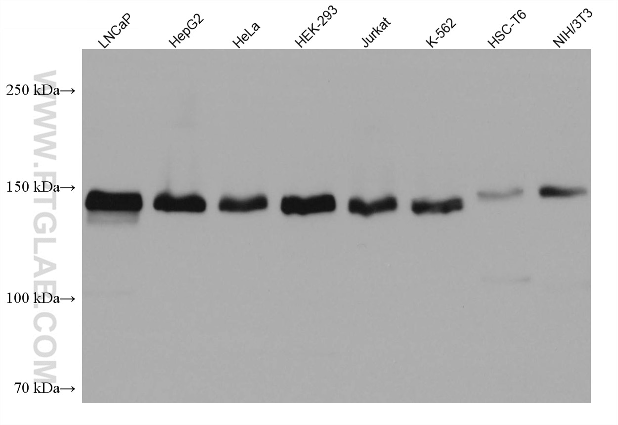 WB analysis using 67505-1-Ig