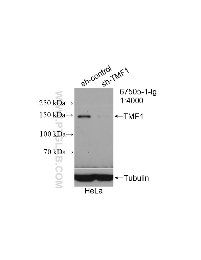 Western Blot (WB) analysis of HeLa cells using TMF1 Monoclonal antibody (67505-1-Ig)