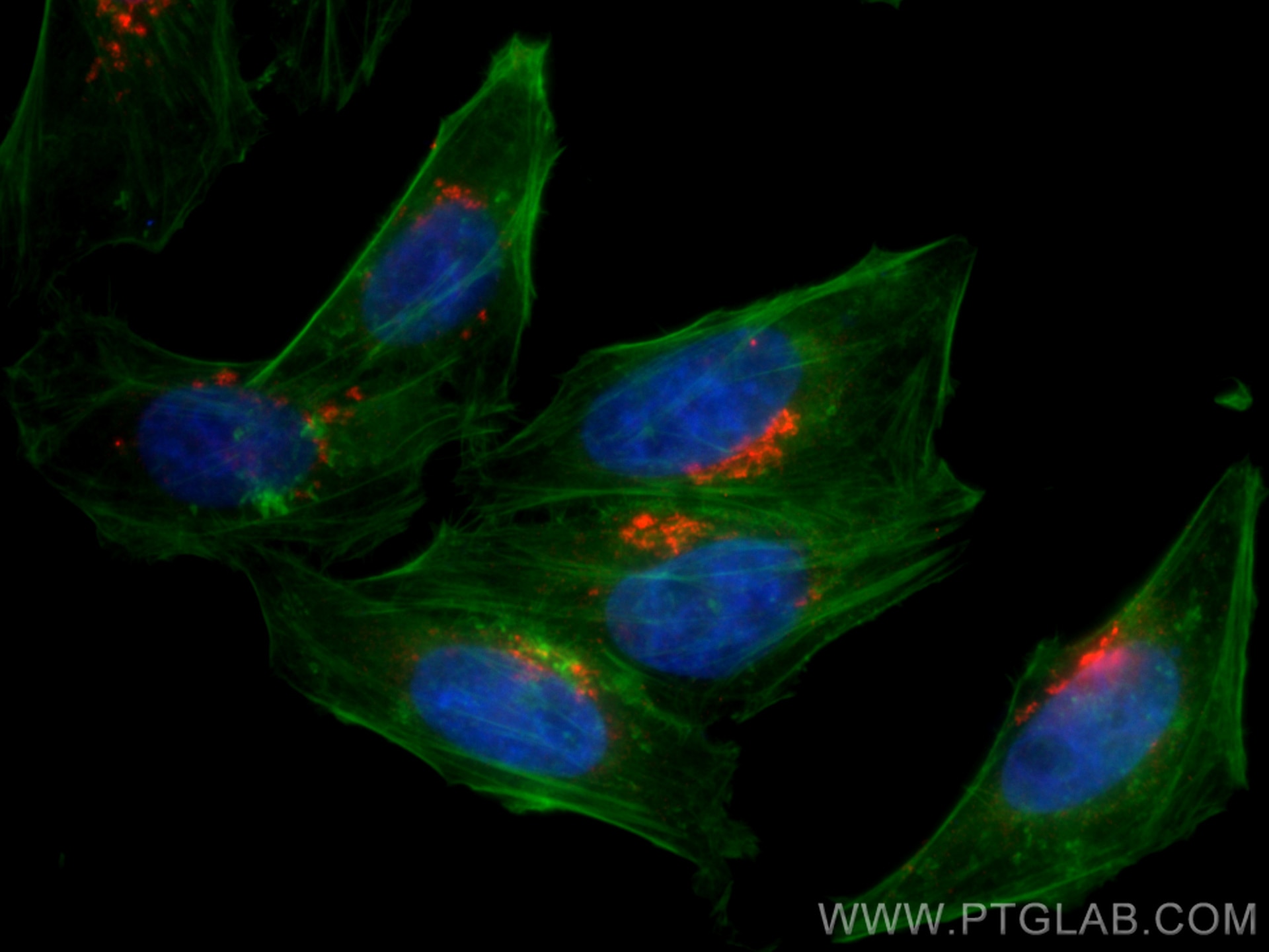Immunofluorescence (IF) / fluorescent staining of HepG2 cells using CoraLite®594-conjugated TMF1 Monoclonal antibody (CL594-67505)