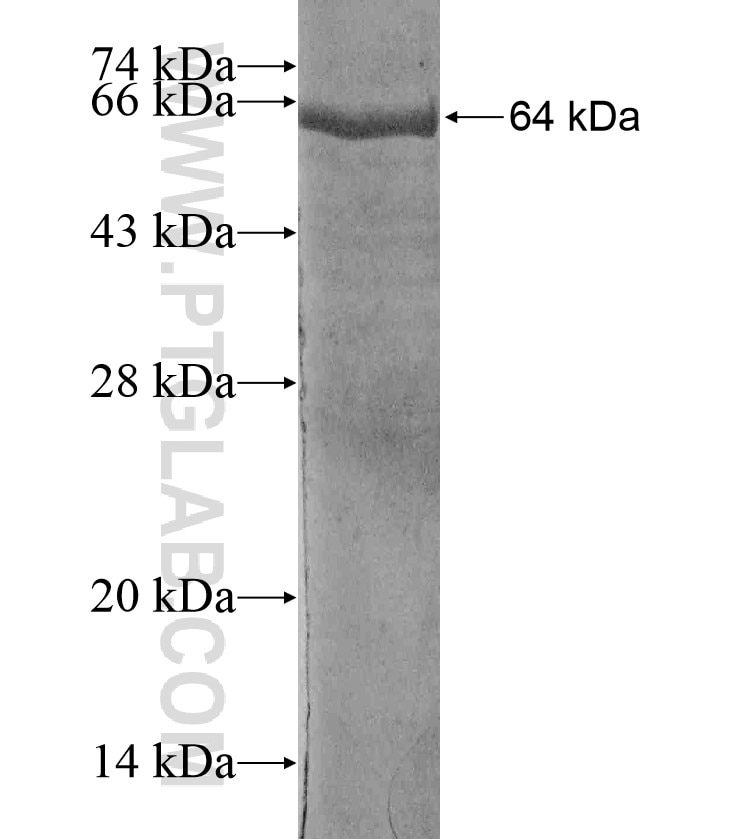 TMF1 fusion protein Ag17537 SDS-PAGE