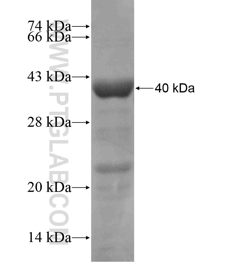 TMF1 fusion protein Ag17666 SDS-PAGE