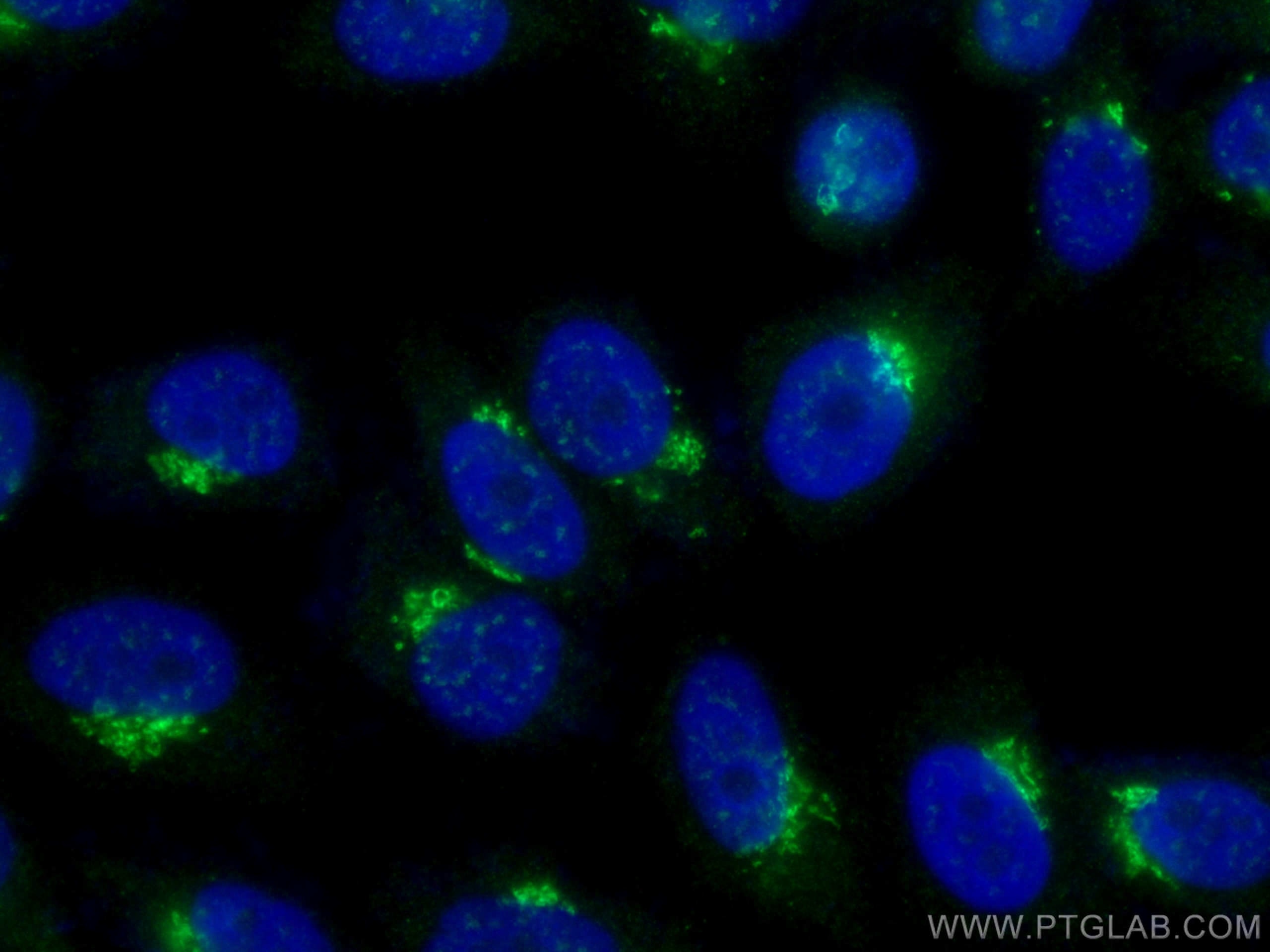 Immunofluorescence (IF) / fluorescent staining of HepG2 cells using TMF1-Specific Polyclonal antibody (19728-1-AP)