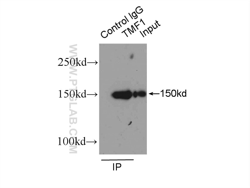 Immunoprecipitation (IP) experiment of HepG2 cells using TMF1-Specific Polyclonal antibody (19728-1-AP)