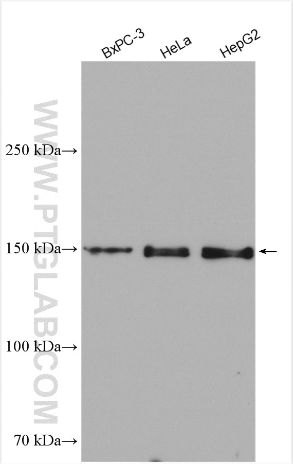 Western Blot (WB) analysis of various lysates using TMF1-Specific Polyclonal antibody (19728-1-AP)
