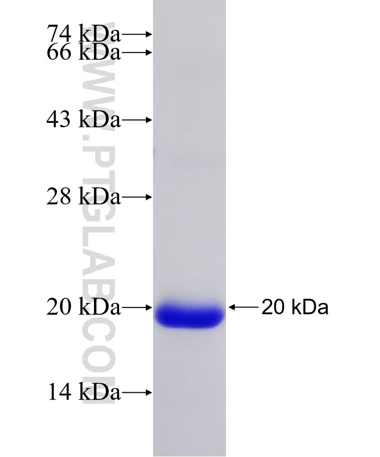 TMIE fusion protein Ag22068 SDS-PAGE