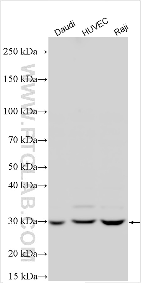 Western Blot (WB) analysis of various lysates using TMIGD1 Polyclonal antibody (27174-1-AP)