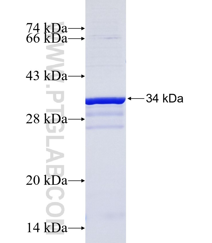 TMIGD1 fusion protein Ag25691 SDS-PAGE