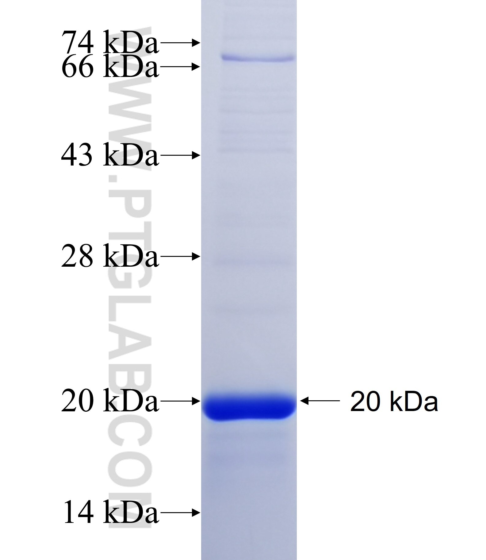 TMIGD1 fusion protein Ag25706 SDS-PAGE
