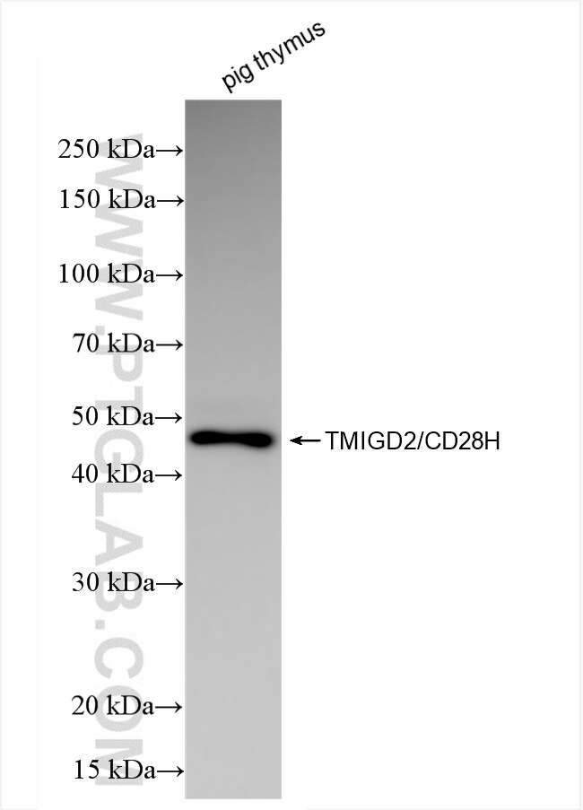 Western Blot (WB) analysis of pig thymus tissue using TMIGD2/CD28H Recombinant antibody (84727-5-RR)