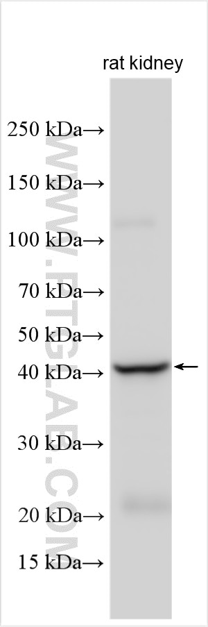 WB analysis using 16621-1-AP