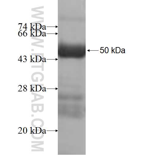 TMLHE fusion protein Ag9919 SDS-PAGE