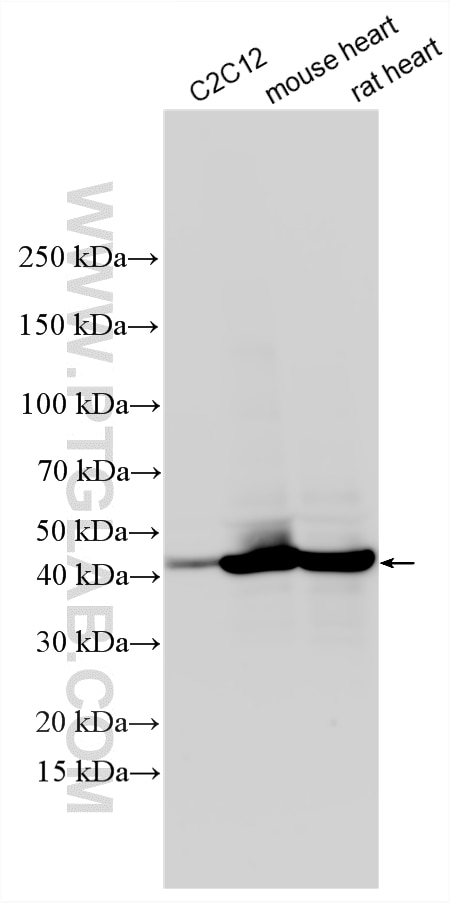 Western Blot (WB) analysis of various lysates using TMOD1 Polyclonal antibody (10145-1-AP)
