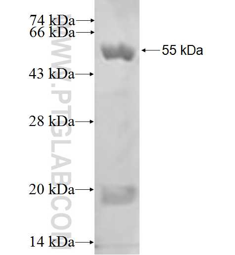 TMOD1 fusion protein Ag0192 SDS-PAGE