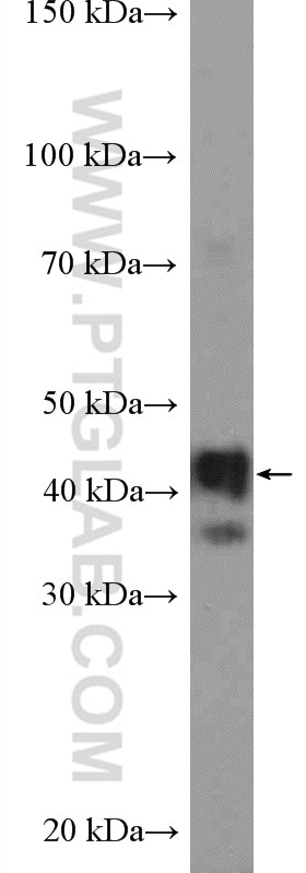 Western Blot (WB) analysis of mouse testis tissue using TMOD2 Polyclonal antibody (15262-1-AP)