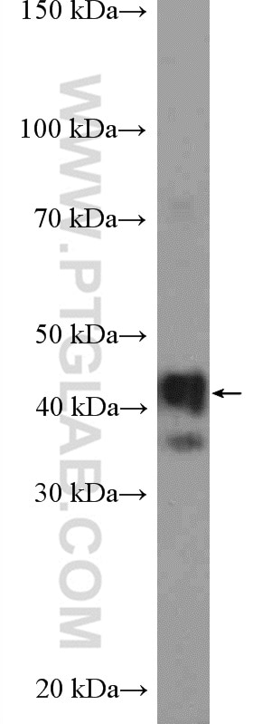 WB analysis of mouse testis using 15262-1-AP