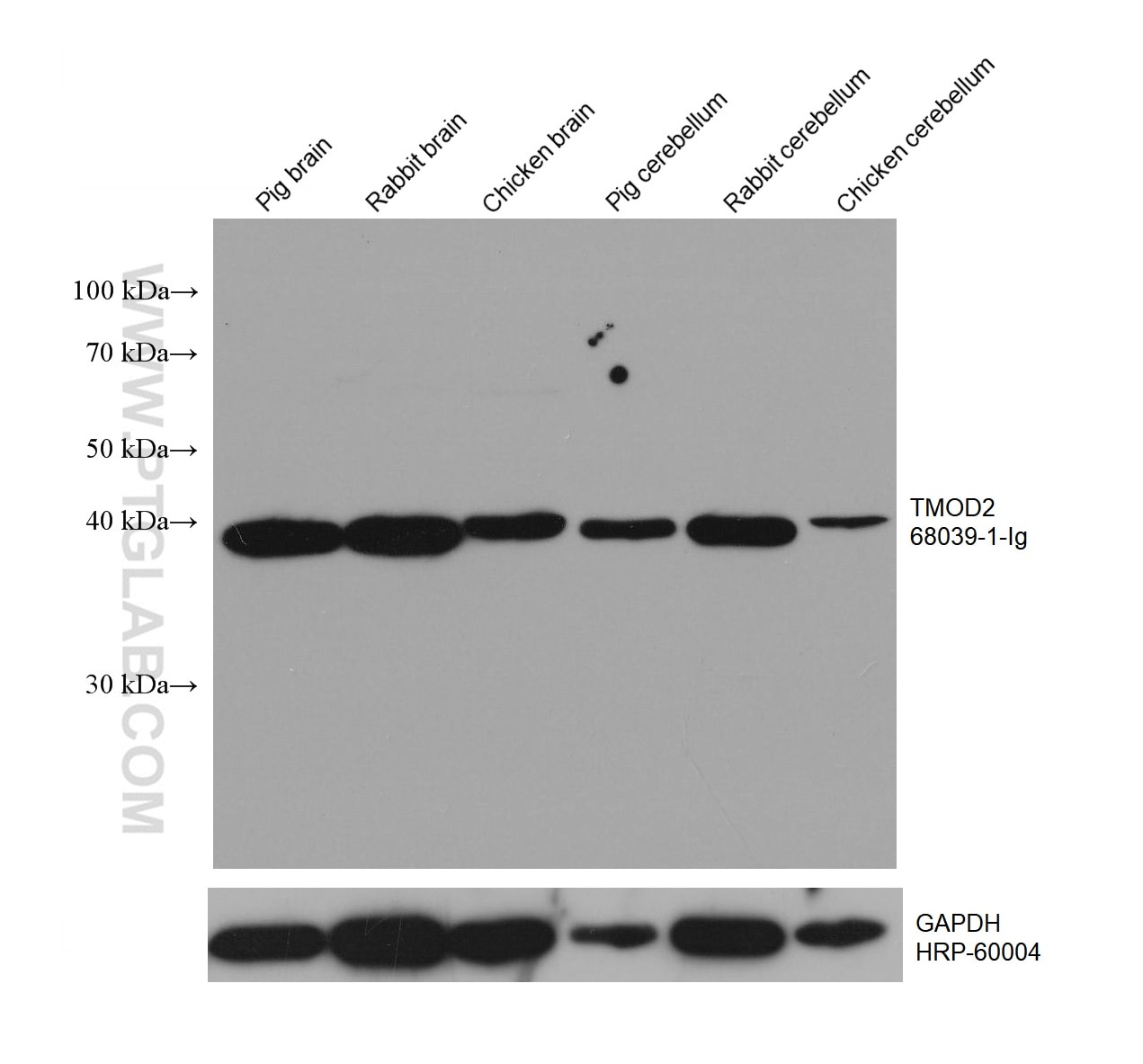 Western Blot (WB) analysis of various lysates using TMOD2 Monoclonal antibody (68039-1-Ig)