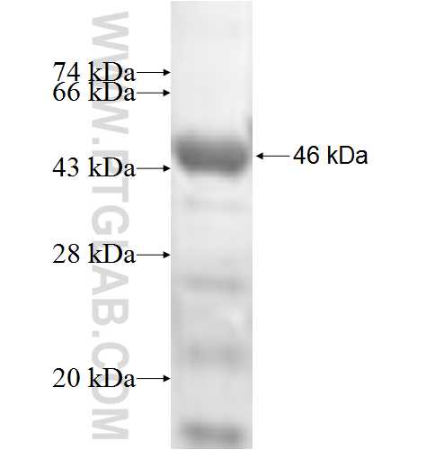 TMOD2 fusion protein Ag7262 SDS-PAGE