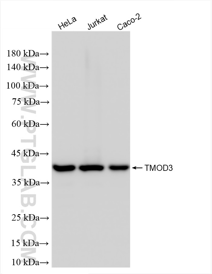 TMOD3