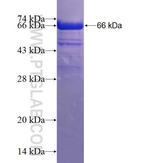 TMOD3 fusion protein Ag3215 SDS-PAGE