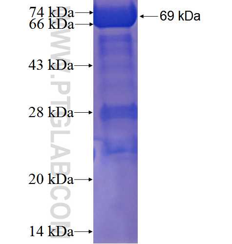 TMOD4 fusion protein Ag2349 SDS-PAGE