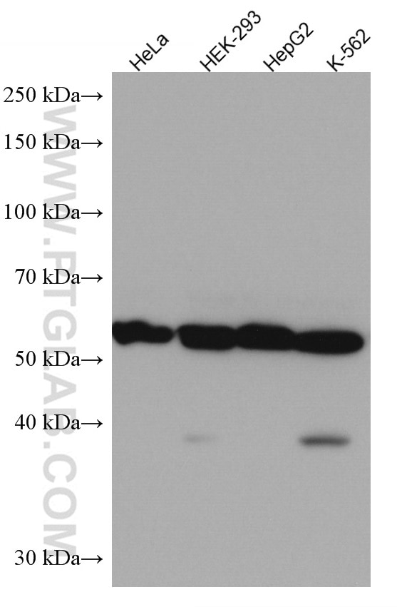 Western Blot (WB) analysis of various lysates using TMPO/LAP2 Monoclonal antibody (67157-1-Ig)