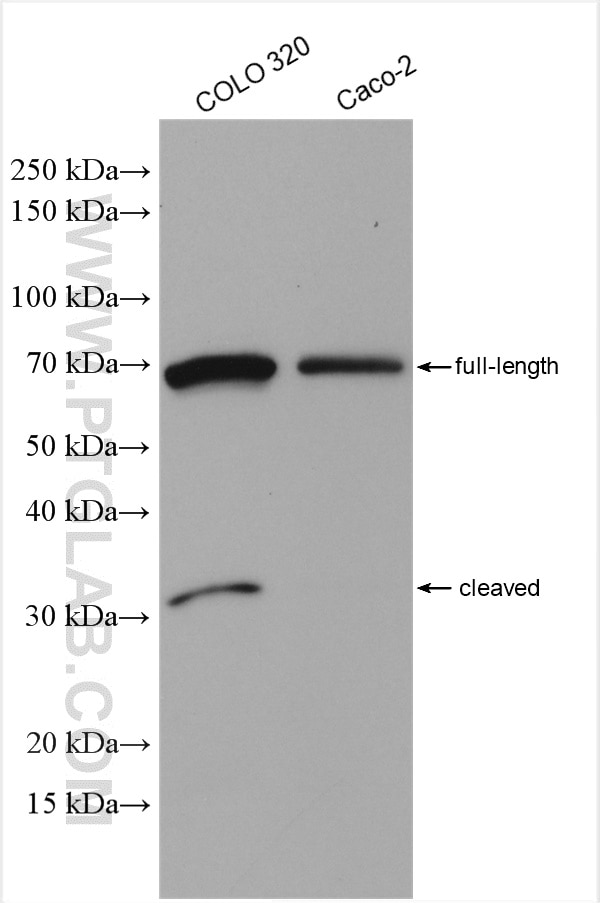 Western Blot (WB) analysis of various lysates using TMPRSS2 Polyclonal antibody (14437-1-AP)