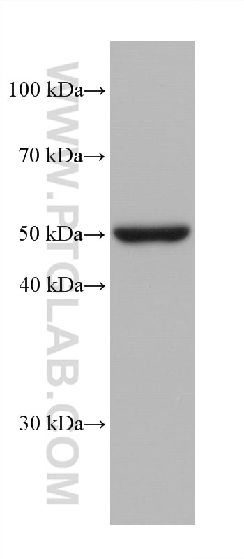 Western Blot (WB) analysis of pig kidney tissue using TMPRSS2 Monoclonal antibody (68264-1-Ig)
