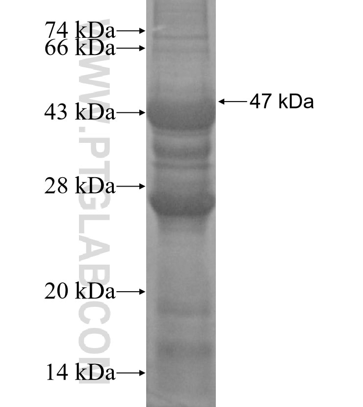 TMPRSS3 fusion protein Ag12435 SDS-PAGE