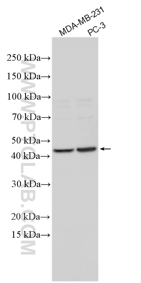 Various lysates were subjected to SDS PAGE followed by western blot with 11283-1-AP (TMPRSS4 antibody) at dilution of 1:1000 incubated at room temperature for 1.5 hours. Western Blot (WB) analysis of various lysates using TMPRSS4 Polyclonal antibody (11283-1-AP)