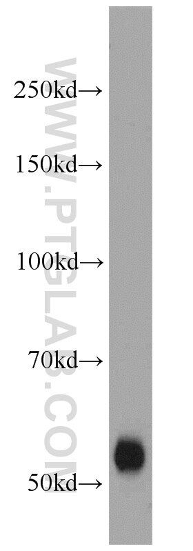 WB analysis of HepG2 using 12950-1-AP