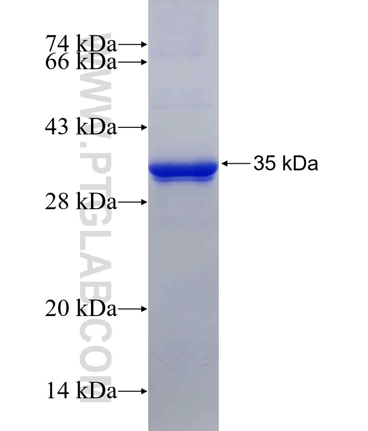 TMPRSS6 fusion protein Ag30511 SDS-PAGE