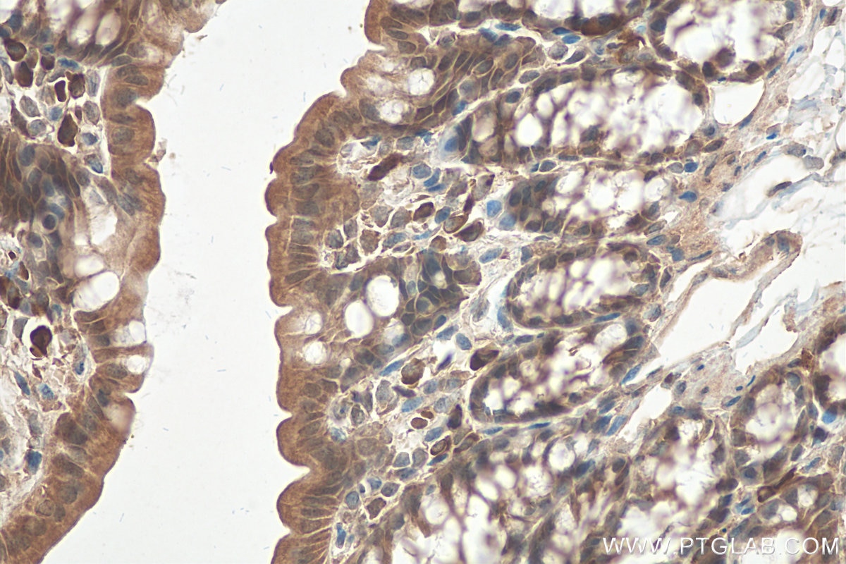 IHC staining of mouse colon using 10500-1-AP