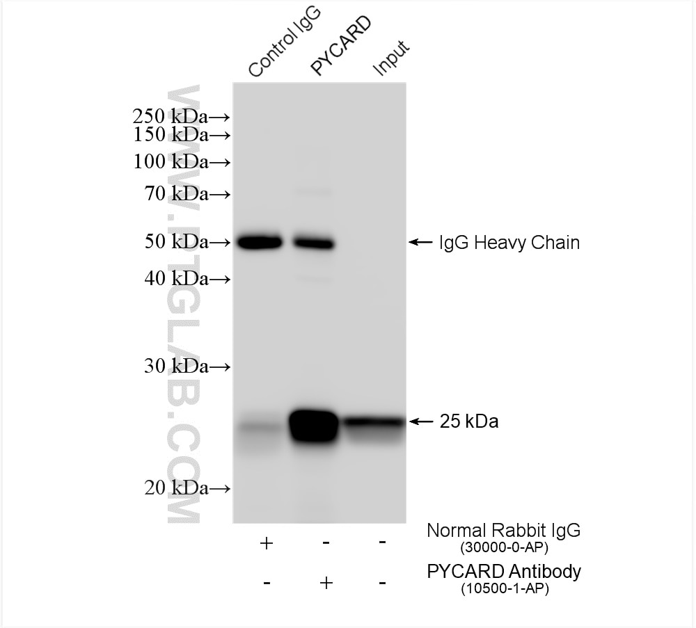 Immunoprecipitation (IP) experiment of HL-60 cells using ASC/TMS1 Polyclonal antibody (10500-1-AP)
