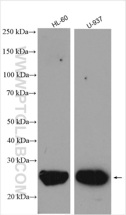 Western Blot (WB) analysis of various lysates using ASC/TMS1 Polyclonal antibody (10500-1-AP)