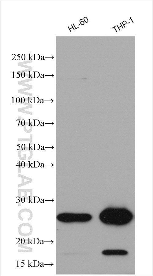 Western Blot (WB) analysis of various lysates using ASC/TMS1 Polyclonal antibody (10500-1-AP)