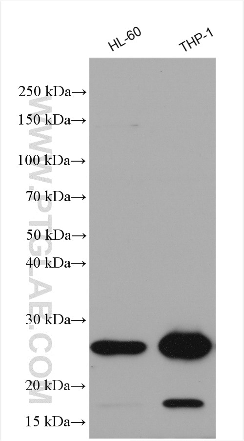 WB analysis using 10500-1-AP