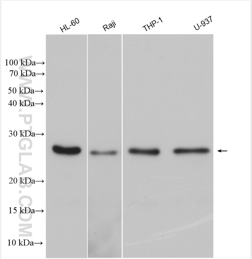 Western Blot (WB) analysis of various lysates using ASC/TMS1 Polyclonal antibody (10500-1-AP)