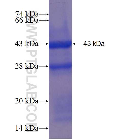 TMS1 fusion protein Ag0774 SDS-PAGE