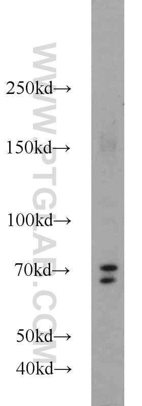 Western Blot (WB) analysis of mouse spleen tissue using TMTC1 Polyclonal antibody (23349-1-AP)