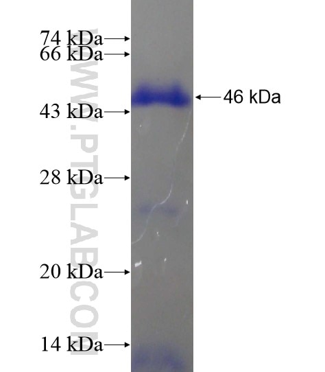 TMTC1 fusion protein Ag19944 SDS-PAGE