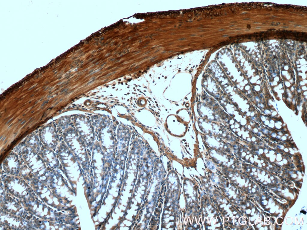 Immunohistochemistry (IHC) staining of mouse colon tissue using TMTC2 Polyclonal antibody (25878-1-AP)