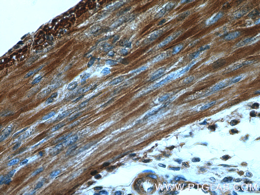 Immunohistochemistry (IHC) staining of mouse colon tissue using TMTC2 Polyclonal antibody (25878-1-AP)