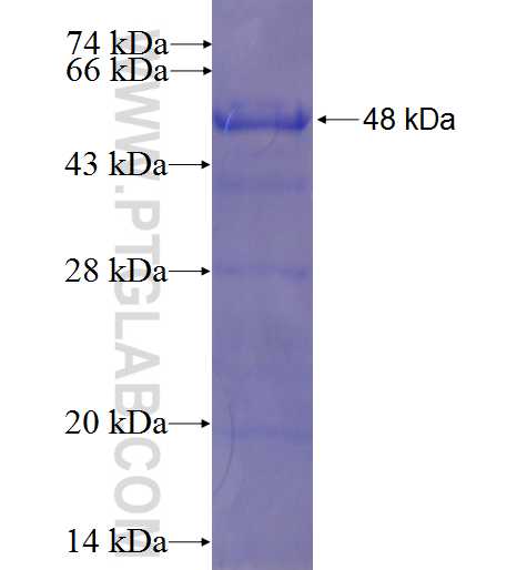 TMTC2 fusion protein Ag23018 SDS-PAGE